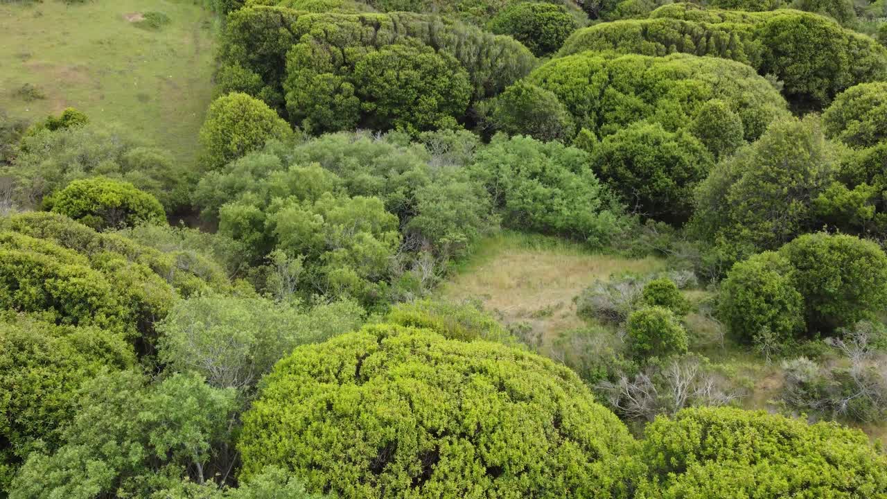 Drone Flying Over Countless Organic Trees and Rocks To Reveal Mountain Landscape, California