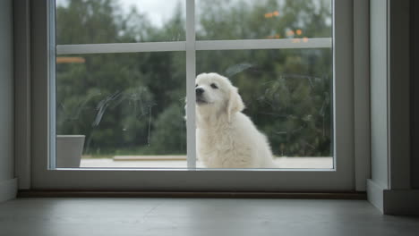 small puppy waiting near home doors with glass window, static view