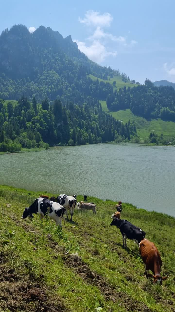 Vertical shot of cows peacefully grazing near Lac Noir in Fribourg, Switzerland, with alpine peaks and dense pine forests forming a serene mountain backdrop