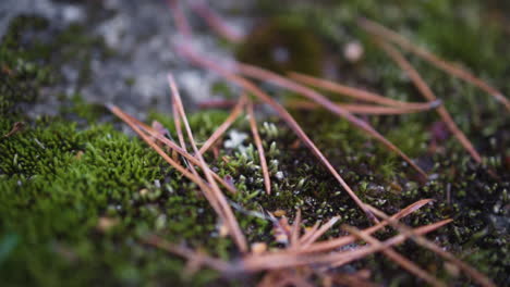 close-up of pine needles and moss on a rock on a cold morning