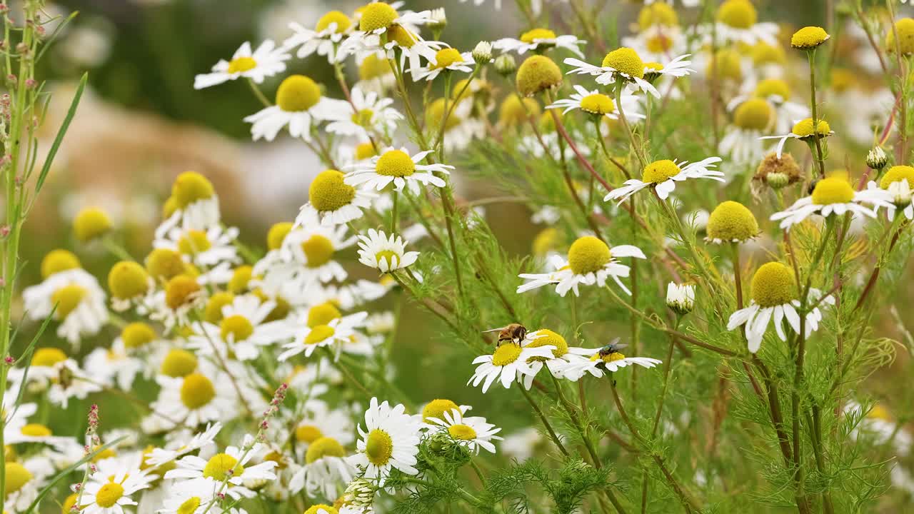 Bee interacting with flowers in Fife, Scotland