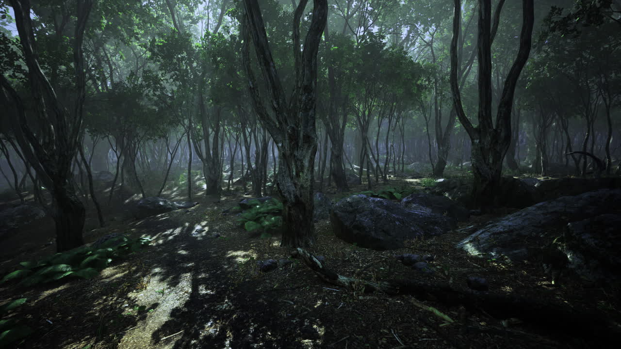 Mysterious forest filled with lush greenery and soft morning light