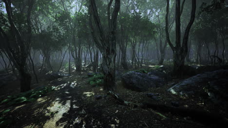 mysterious forest filled with lush greenery and soft morning light