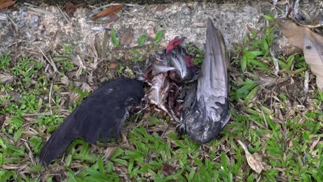 Fliegt-Auf-Einem-Verwesenden-Toten-Vogel,-Straßenseite