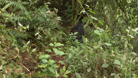 gorilla in bwindi impenetrable national park, uganda