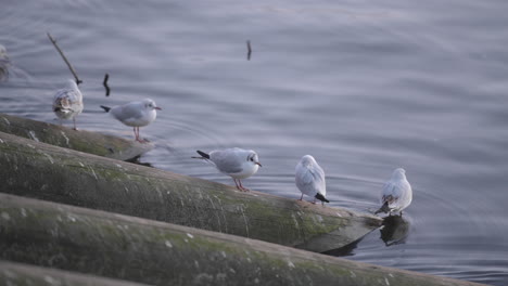 Gaviota-De-Cabeza-Negra-Descansando-En-La-Orilla-Del-Río-Vltava-En-El-Centro-De-La-Ciudad-De-Praga,-República-Checa