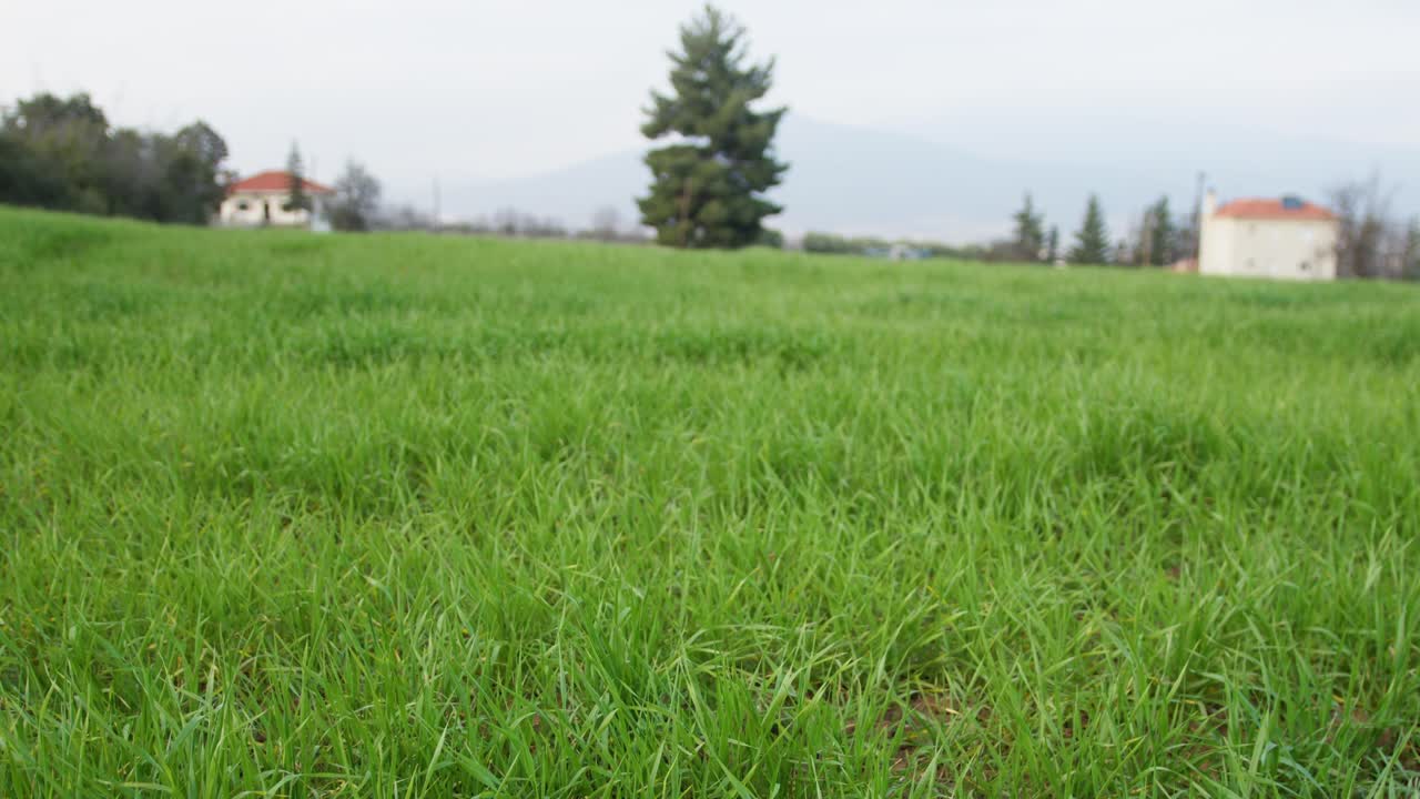 Tranquil village green field with lush grass and distant trees, nature and agriculture.