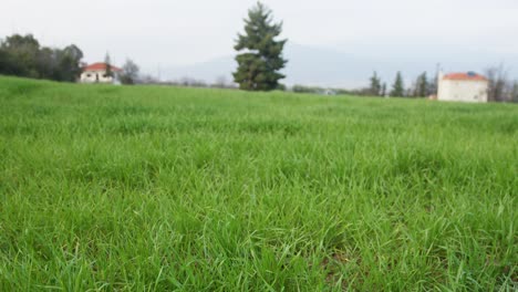tranquil village green field with lush grass and distant trees, nature and agriculture.