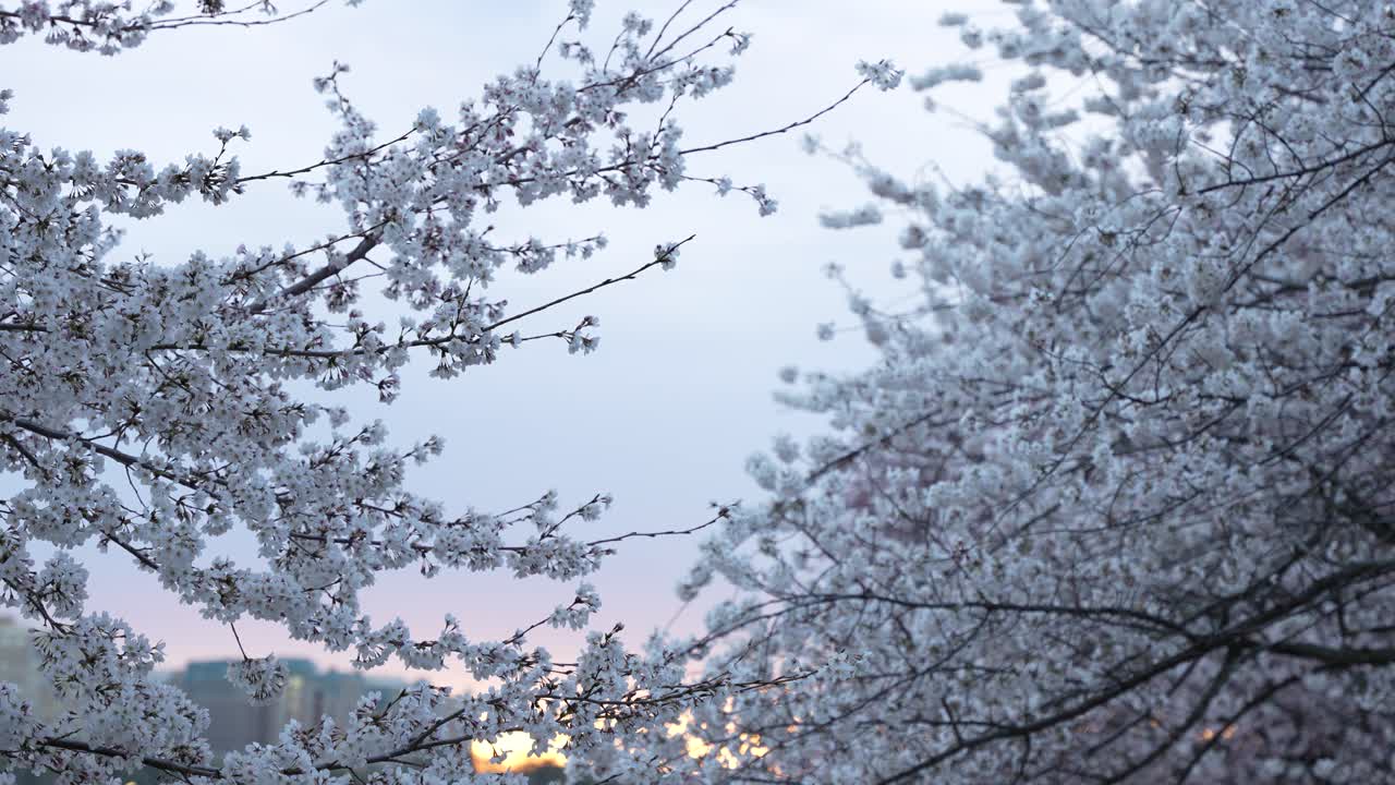 White blooming cherry trees and dawn sky through blossoms, Washington DC