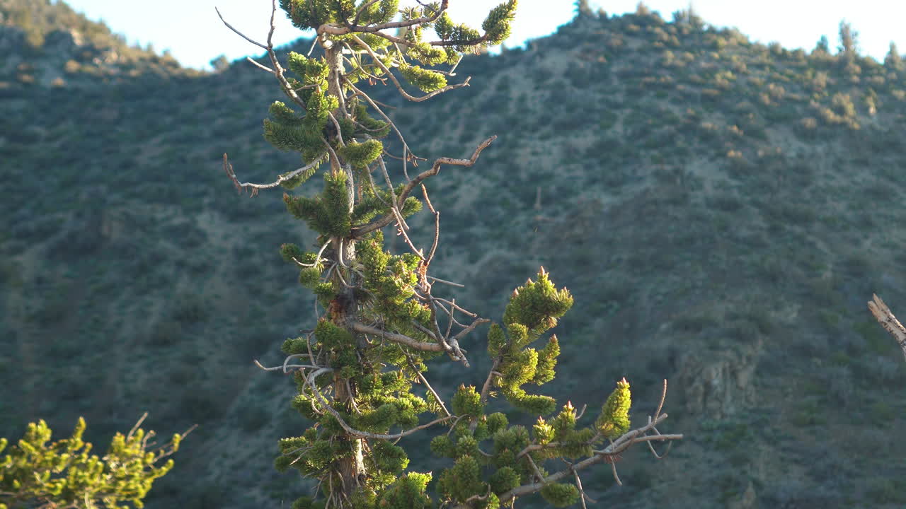 Close-up of a weathered bristlecone pine tree with lush greenery, against a rugged mountainous backdrop in the Ancient Bristlecone Pine Forest