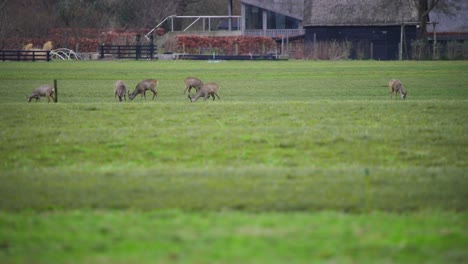 Rehherde-Grast-Auf-Einer-Weide-In-Der-Nähe-Von-Landwirtschaftlichen-Gebäuden