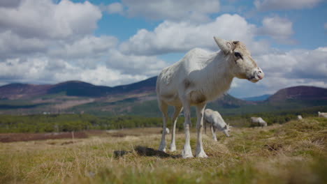 rebaño de renos cairngorm que pastan en las tierras altas escocesas slomo