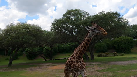 large giraffe on african safari