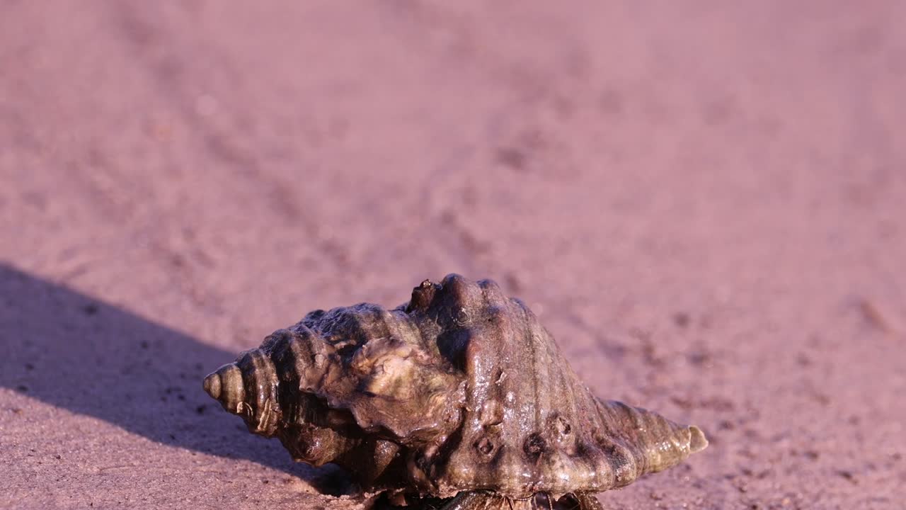 cangrejo ermitaño moviéndose lentamente en la playa de arena