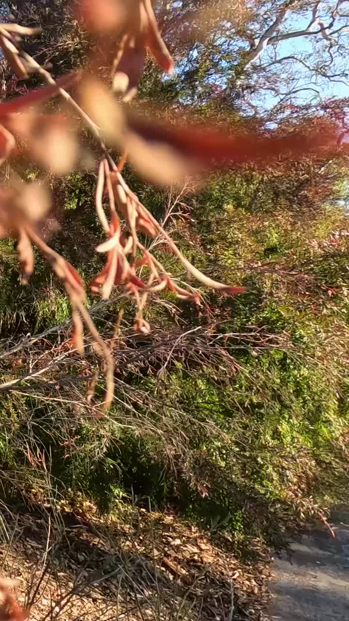 los árboles se balancean en el viento, melbourne, victoria