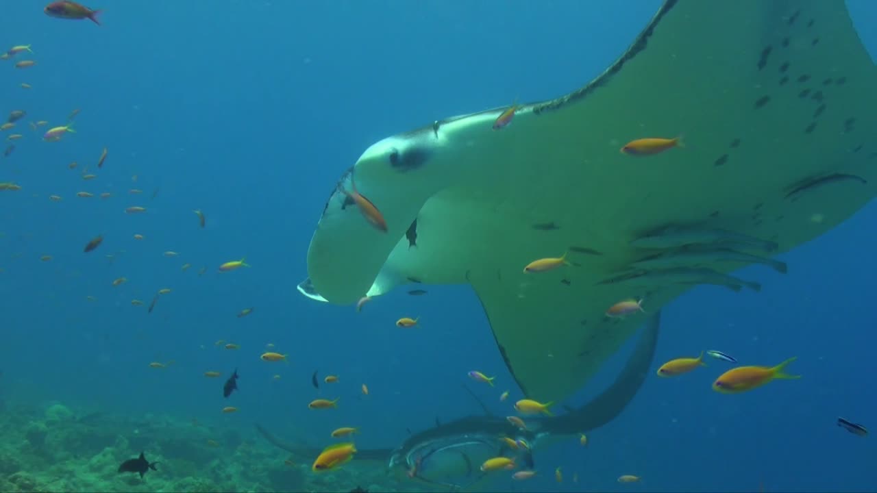 Manta Ray gliding over coral reef with reef fishes in the Maldives.