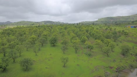 Tree-cultivation-in-rural-Western-Ghats,-Maharashtra,-India,-Aerial