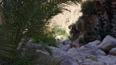 Palmera-Y-Montañas-Soleadas-En-El-Cañón-De-Wadi-Shab,-Omán,-Gran-Tiro-Inclinado-Hacia-Abajo