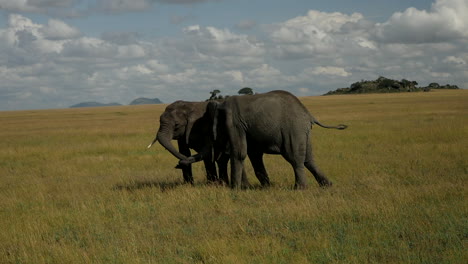 two elephants play in the national park in africa