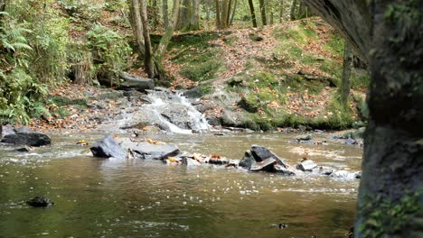 Autumn-season-woodland-flowing-forest-creek-lush-foliage-riverbank-rural-scene-dolly-left