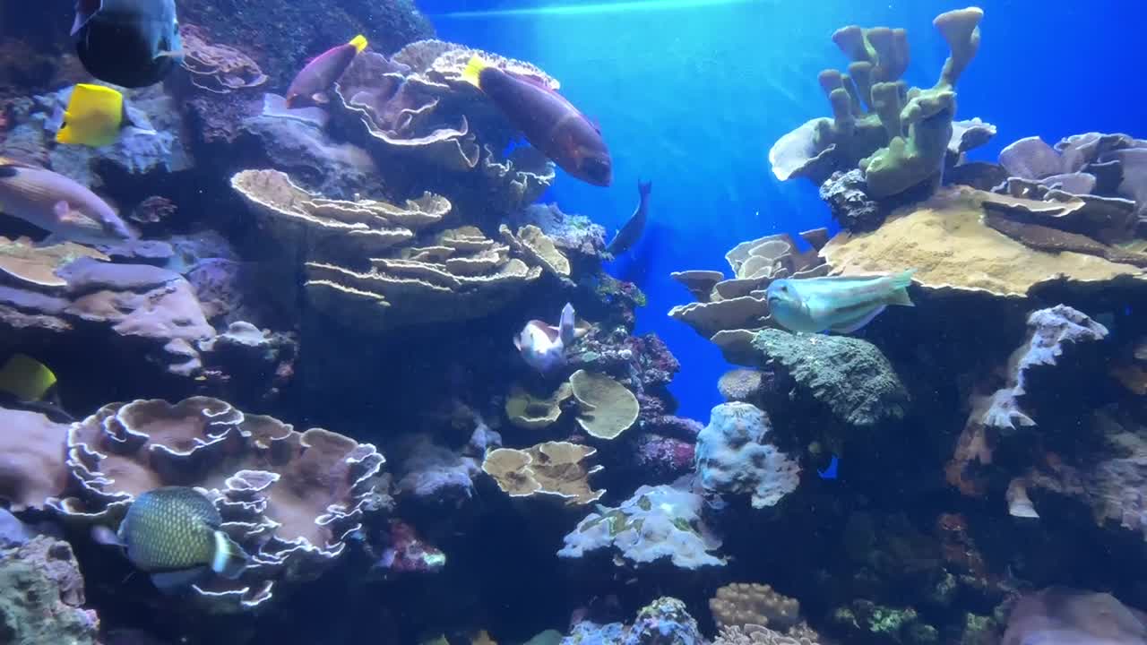 Beautiful tropical fish aquarium full of assorted corals and saltwater reef fish