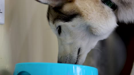 a husky puppy eating food in a dog food container - extreme close up