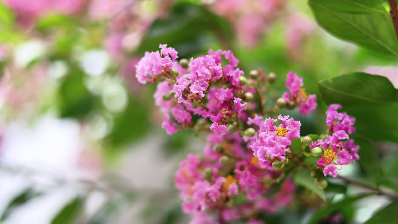 la hermosa vida en yokohama