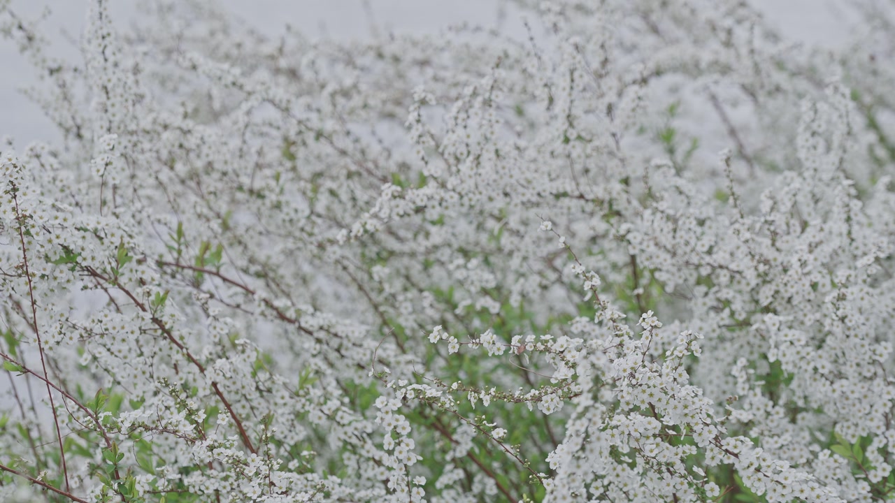 Numerous tiny white blossoms on slender branches dance in a soft breeze, creating a delicate and airy natural texture.