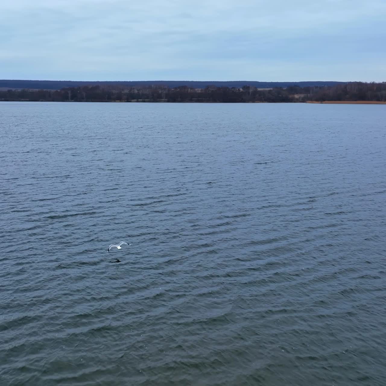 Two beautiful river gulls rise into air from river surface. One of the birds flies aside quickly. Cloudy autumn day backdrop