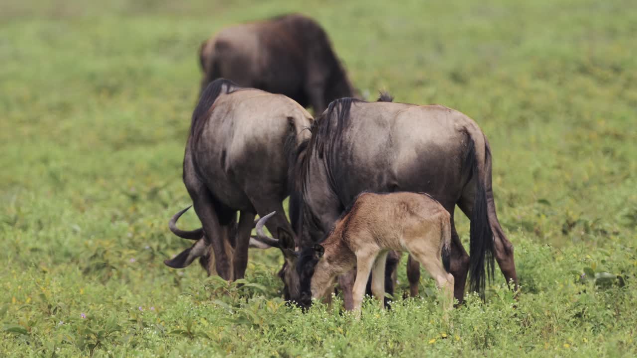 Gnu-kalv i flokk i Serengeti under kalvingssesongen, del av gnuens store vandring i Tanzania, Afrika. Små, unge gnu-kalver og afrikansk dyreliv i gnuflokker under migrasjonen