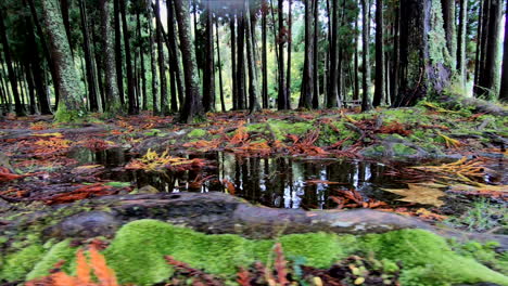Trees-of-a-volcanic-forest-and-a-small-rain-water-pond,-inside-the-caldera-of-a-volcano,-by-the-Lagoa-das-Furnas-lake-on-the-island-of-Sao-Miguel-of-the-Portuguese-Azores