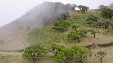 Luftaufnahme-Des-Waldes-Fanal-In-Madeira