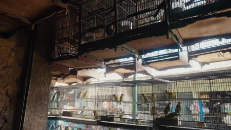 indonesia bird market with stand selling colourful tropical birds inside a cage