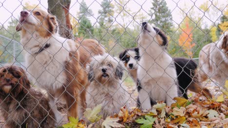 dogs of different breeds in jail kennel or animal shelter. look one way and bark