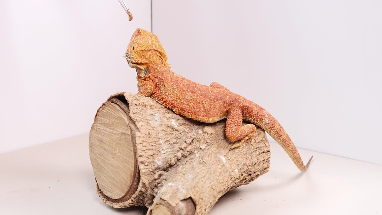A bearded dragon on a log watches a dangling object in a bright, minimalistic setting