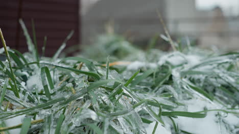 close-up of frosted grass blades covered in a thick layer of ice and snow during winter, showcasing intricate frozen details and textures, set against a blurred urban backdrop