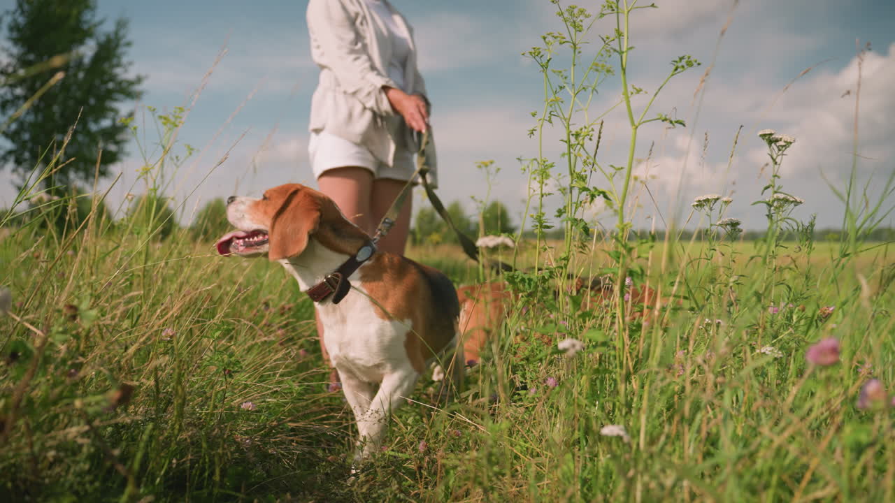Dog owner standing in grassy field with dogs on leash, one dog with tongue out close to wildflowers, while other dog lies low in grass, with greenery and clear sky in background