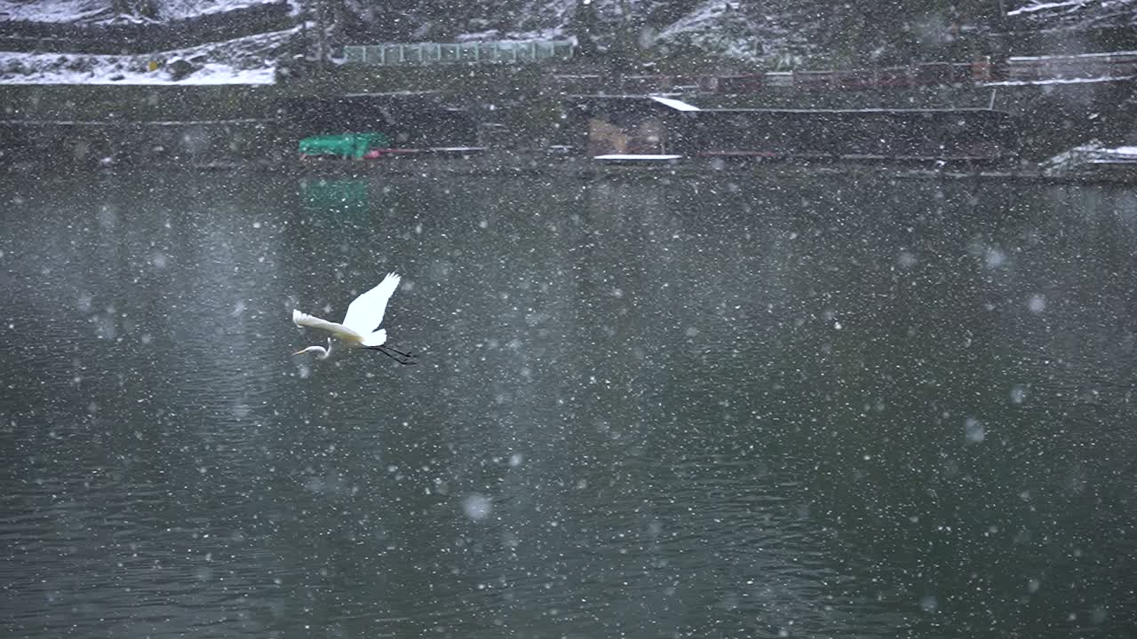 grúa japonesa blanca volando a través de la nieve en cámara lenta