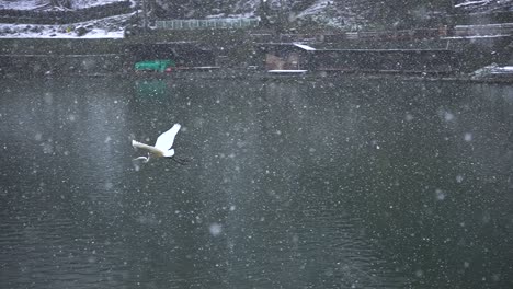 Grúa-Japonesa-Blanca-Volando-A-Través-De-La-Nieve-En-Cámara-Lenta