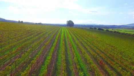 los viñedos durante el otoño