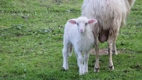 Slow-motion-shot-of-cute-white-lamb-with-pink-ears-standing-next-to-mother-sheep-and-looking-into-camera-in-Sardinia,-Italy