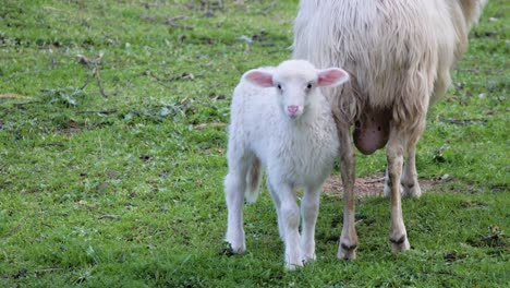 slow motion shot of cute white lamb with pink ears standing next to mother sheep and looking into camera in sardinia, italy