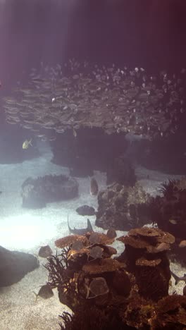 vibrant underwater aquarium scene with sharks and school of fish