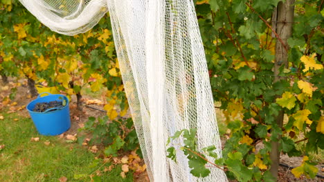 Netting-used-to-protect-grapes-and-vines-in-a-winery