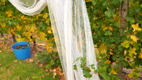 netting used to protect grapes and vines in a winery