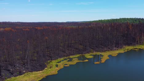 remnant trees of forest fire reaching lake edge, lebel-sur-quévillon, québec, canada