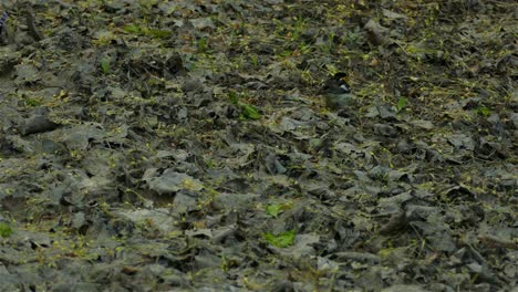 Blackburnian-warbler-bird-eating-from-forest-ground-on-moody-day,-static-view