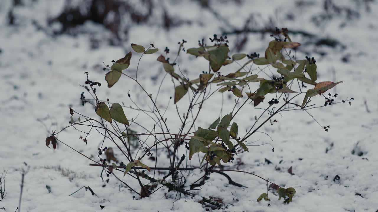 arbusto en la nieve. detalle de invierno en la naturaleza