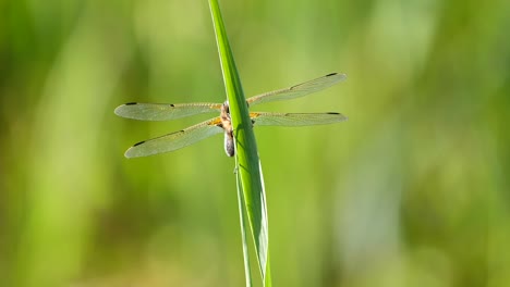 Primer-Plano-De-Una-Libélula-Volando-Y-Aterrizando-En-Una-Planta-Verde-En-La-Naturaleza