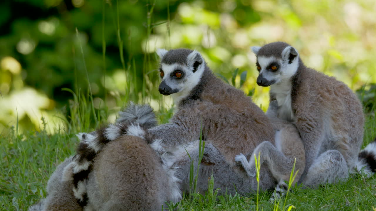 bonita familia de lémures con padres y hijos descansando en un prado verde durante la luz del sol - primer plano de una feliz familia de animales en la naturaleza
